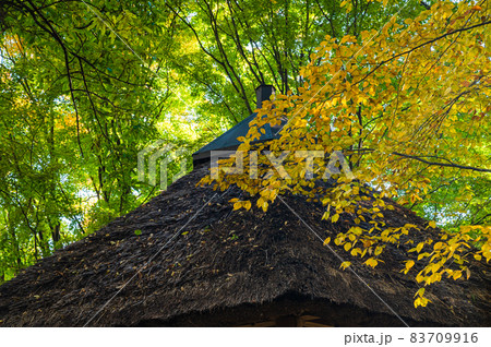 黄色いケヤキの葉と藁ぶき屋根 83709916