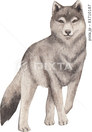 GREY WOLF colour pencil drawing print A4 / A3 signed by UK artist artwork |  eBay