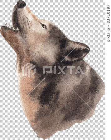 Watercolor grey Wolf isolated on white. Hand drawn realistic illustration 83710197