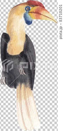 Watercolor Rhinoceros  Horn bill. Hand painted exotic bird isolated watercolor 83710201