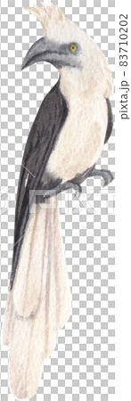 Watercolor Rhinoceros  Horn bill. Hand painted exotic bird isolated watercolor 83710202