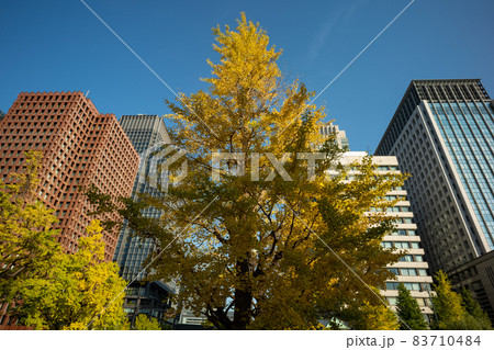 東京の秋の紅葉景色 銀杏の木 東京の秋の紅葉景色 銀杏の木 83710484