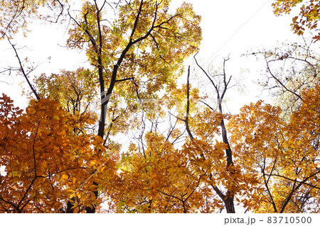 葉っぱ 落葉 レッド 83710500