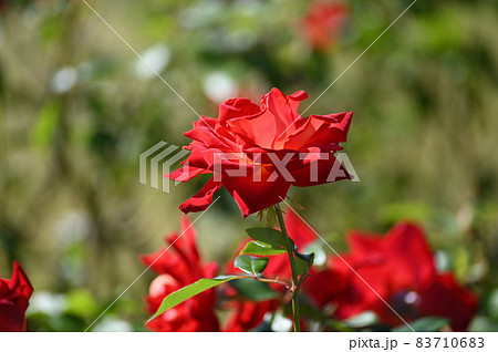 バラの表情 83710683