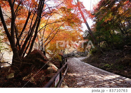 葉っぱ 葉 紅葉 83710763