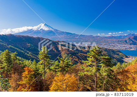 (山梨県)カラマツの黄葉と富士山 (山梨県)カラマツの黄葉と富士山 83711019
