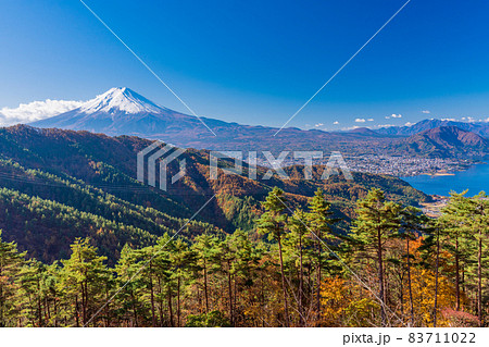 (山梨県)カラマツの黄葉と富士山 (山梨県)カラマツの黄葉と富士山 83711022