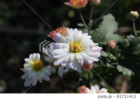 秋の公園に咲くスプレーマムの白い花 秋の公園に咲くスプレーマムの白い花 83711411