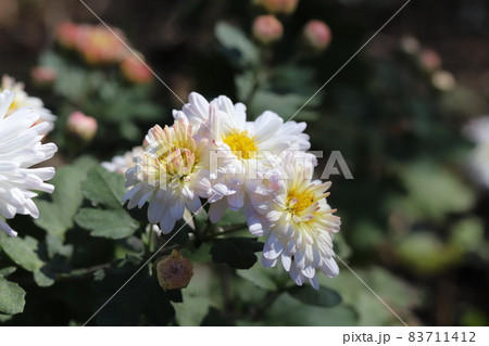 秋の公園に咲くスプレーマムの白い花 83711412