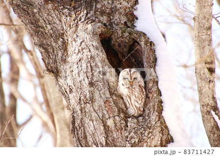 エゾフクロウ3 エゾフクロウ3 83711427