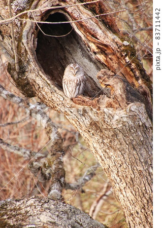 エゾフクロウ18 83711442