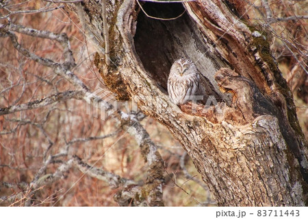 エゾフクロウ19 83711443