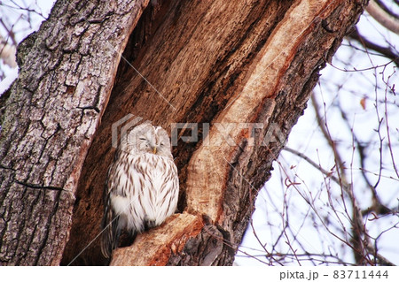 エゾフクロウ20 83711444