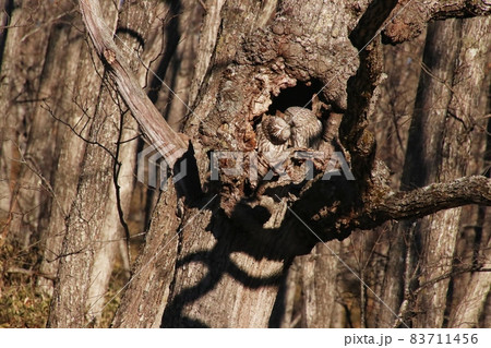 エゾフクロウ32 83711456