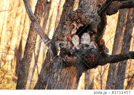 エゾフクロウ33 83711457