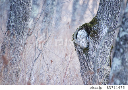 エゾフクロウ52 83711476