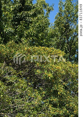 クロガネモチの黄色い実 クロガネモチの黄色い実 83711649