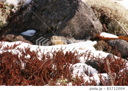 ナキウサギ3 83712004