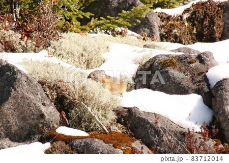 ナキウサギ13 83712014