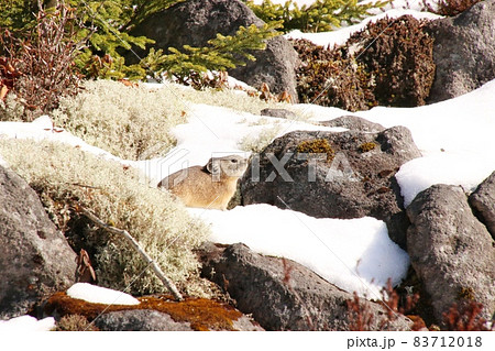 ナキウサギ17 83712018