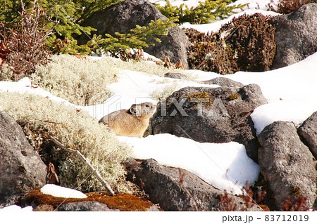 ナキウサギ18 83712019