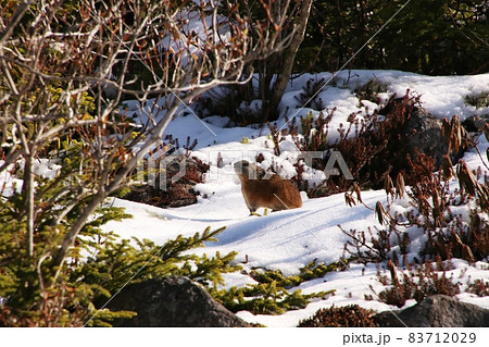 ナキウサギ28 83712029