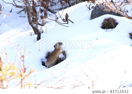 ナキウサギ31 83712032