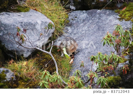 ナキウサギ42 83712043