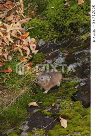 ナキウサギ49 83712050