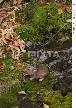 ナキウサギ50 83712051