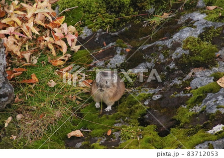 ナキウサギ52 83712053