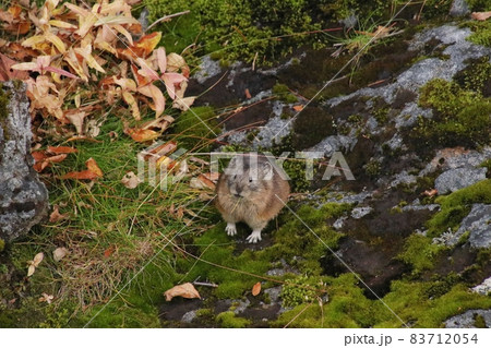 ナキウサギ53 83712054