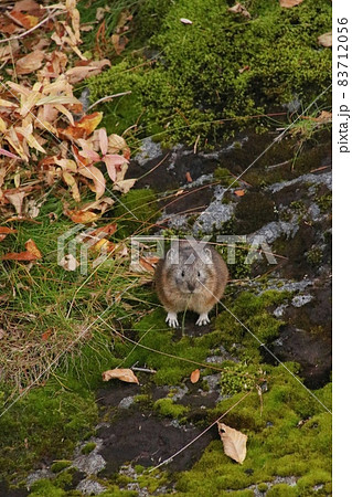 ナキウサギ55 83712056