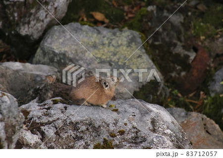 ナキウサギ56 83712057