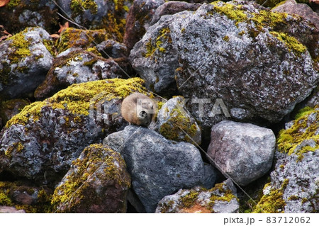 ナキウサギ61 83712062