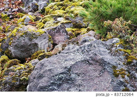 ナキウサギ63 83712064