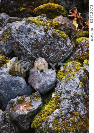 ナキウサギ71 83712072