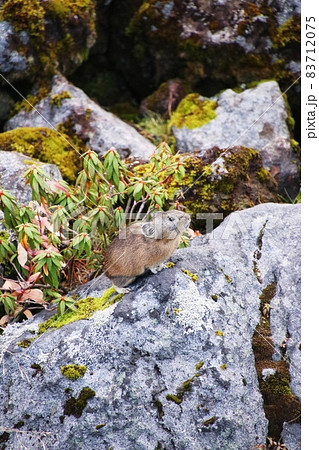 ナキウサギ74 83712075