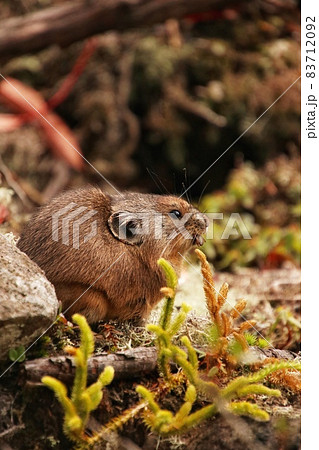 ナキウサギ89 83712092