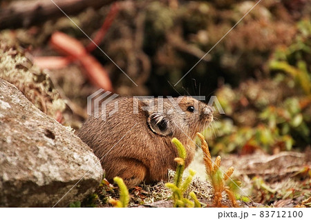 ナキウサギ97 83712100