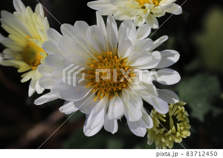 秋の庭に咲くスプレーマムの白い花 秋の庭に咲くスプレーマムの白い花 83712450
