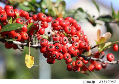 秋の庭の木に実るピラカンサの真っ赤な実 83712947