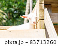 不安げな子ヤギ 83713260