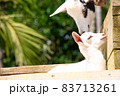 子への愛情 83713261