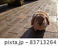 今日もあったかい 83713264