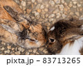 大好きなあの子にごあいさつ 83713265