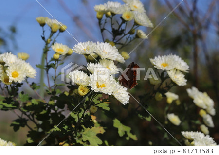 秋の庭に咲くスプレーマムの白い花 83713583