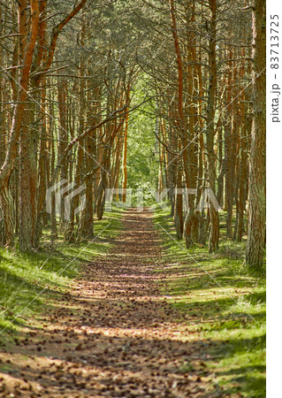 Dancing forest on the Curonian Spit of the Kaliningrad region. 83713725