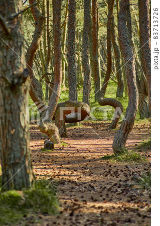 Dancing forest on the Curonian Spit of the Kaliningrad region. 83713726