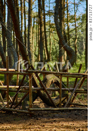 Dancing forest on the Curonian Spit of the Kaliningrad region. Dancing forest on the Curonian Spit of the Kaliningrad region. 83713727